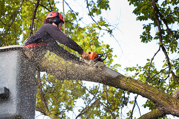 Tree Branch Trimming in Horatio, AR